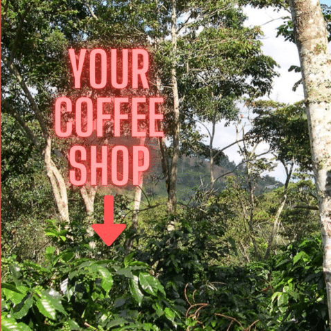 Café sans déforestation